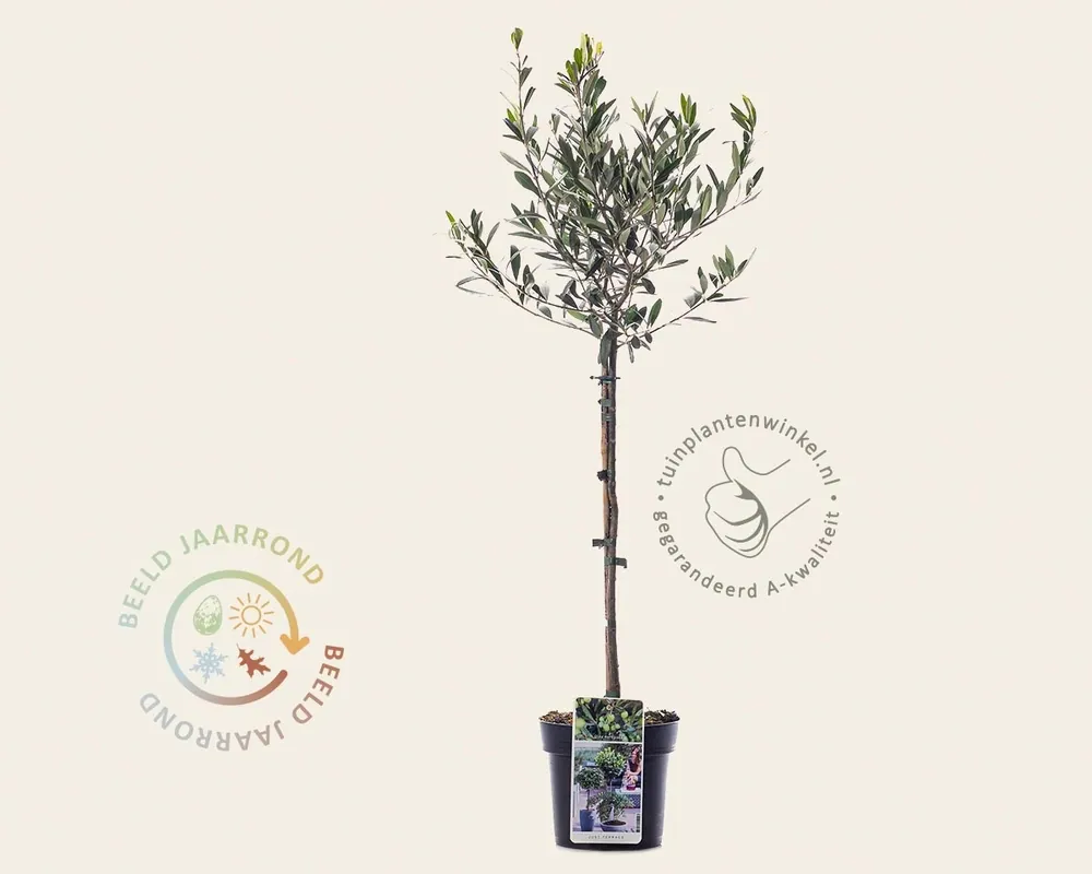 Expreslevering | Olea europaea - mini stam