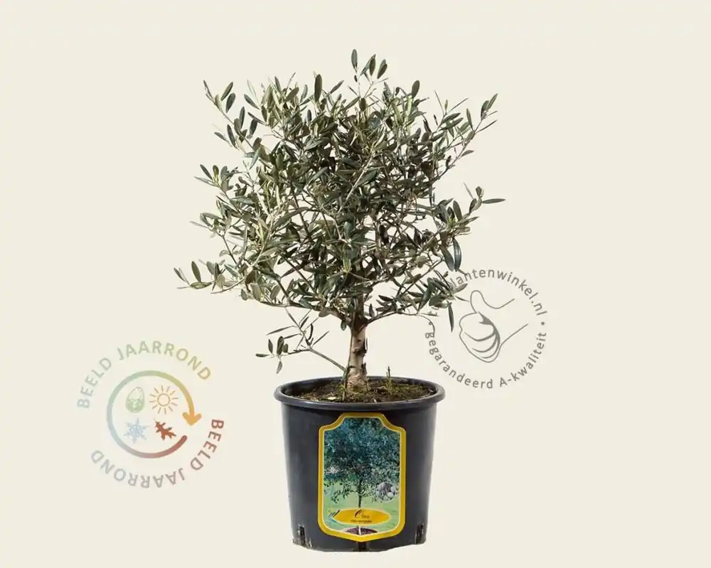 Spoedlevering | Olea europaea - struikmodel