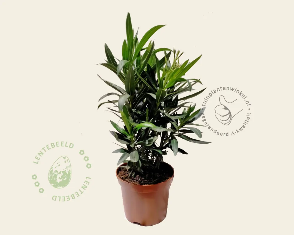 Bespaar nu | Oleander geel