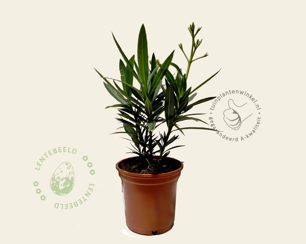 Bestelbaar | Oleander roze