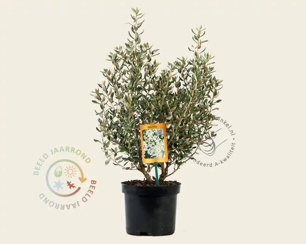 Olearia haastii - Nieuw product