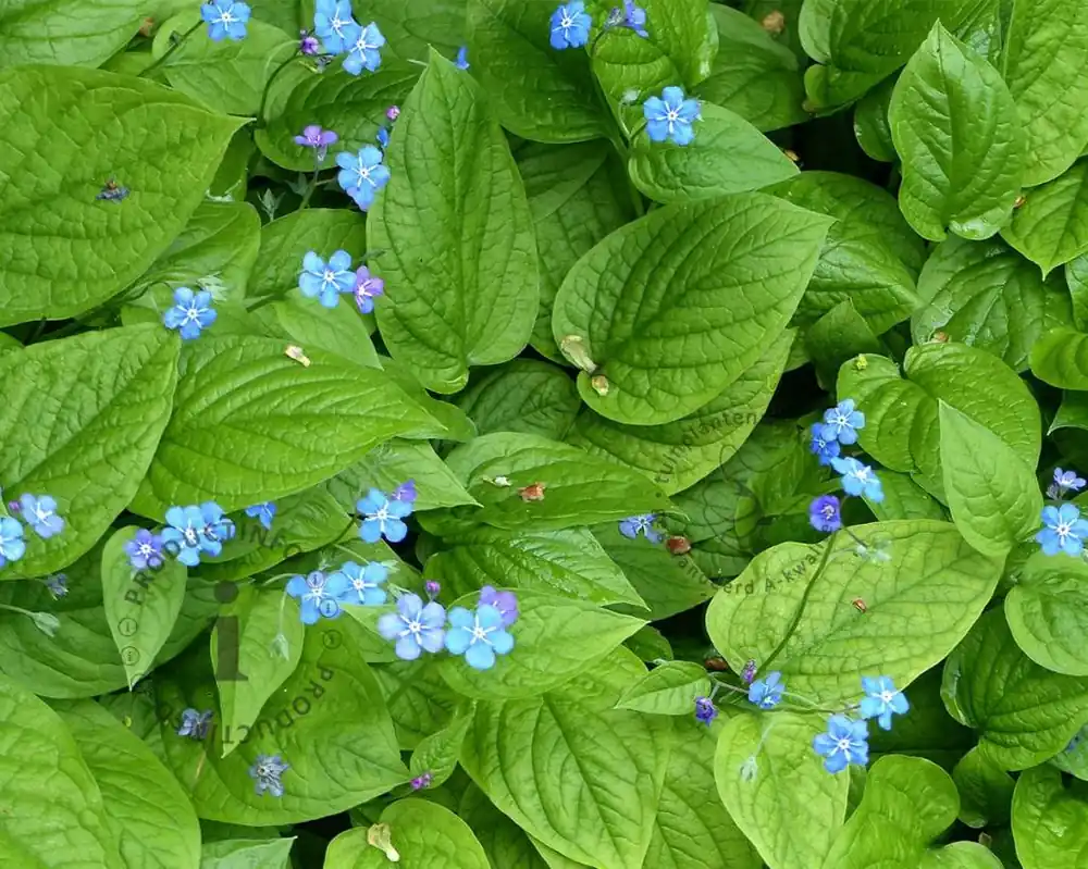 Hoge kwaliteit - Omphalodes verna