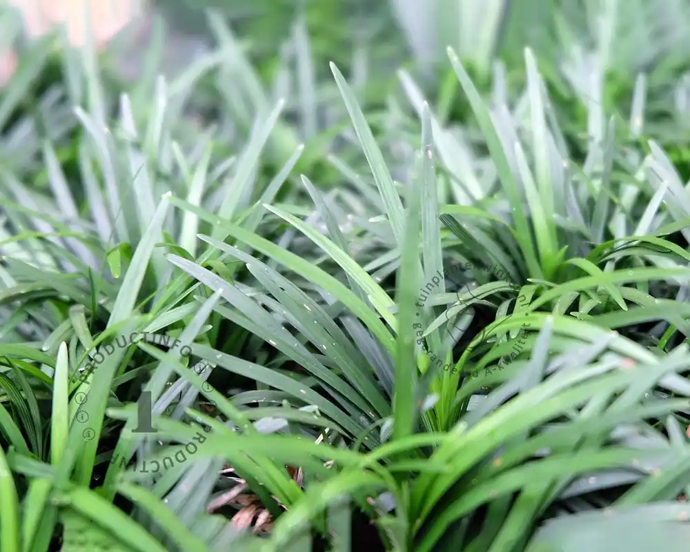 Ophiopogon japonicus - Snelle verzending