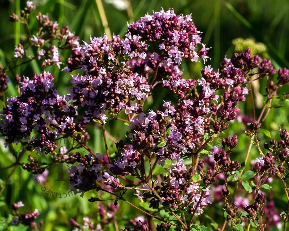 Origanum laevigatum ‘Herrenhausen‘ - Nieuw in de shop