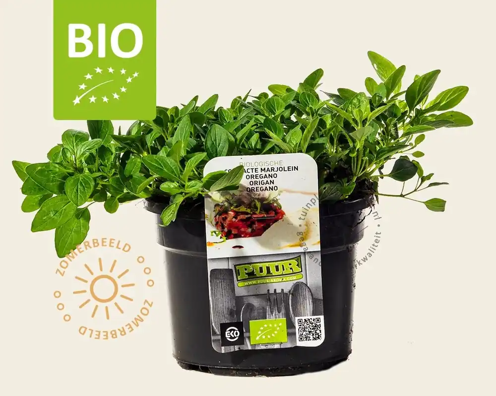 Origanum vulgare ‘Compactum‘ Puur | Nieuwe release