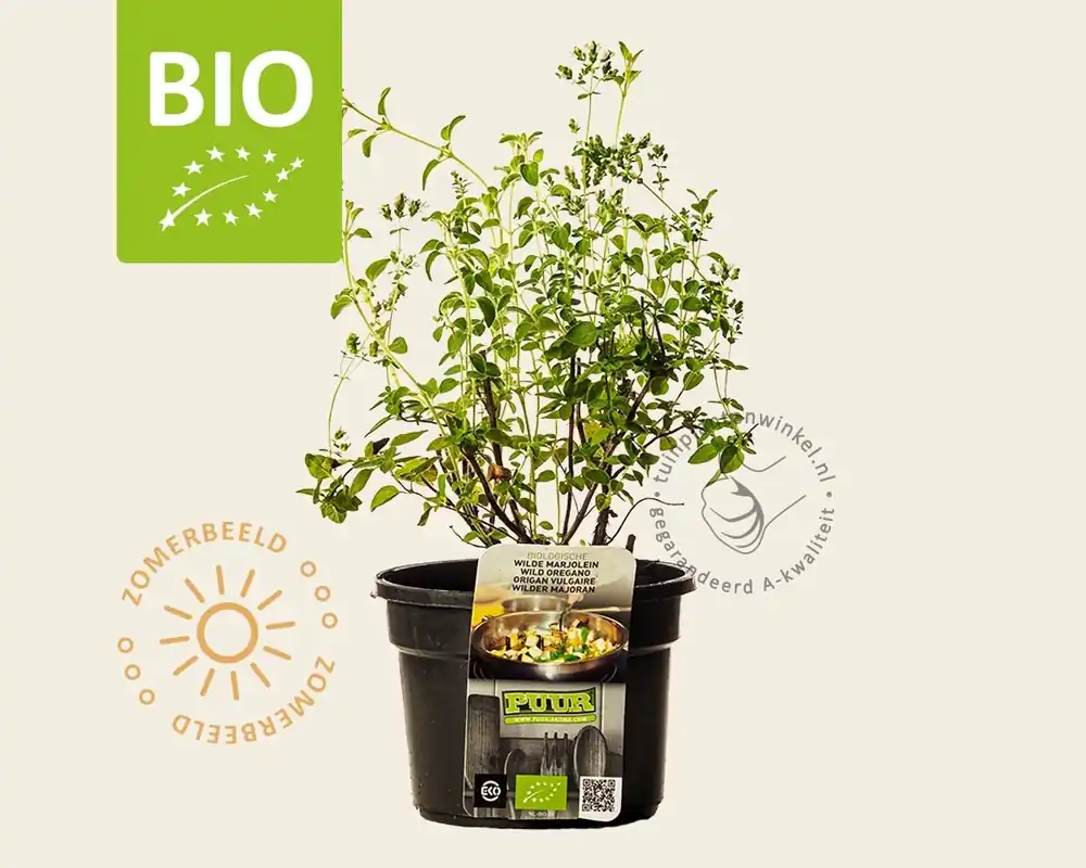 Sale | Origanum vulgare Puur