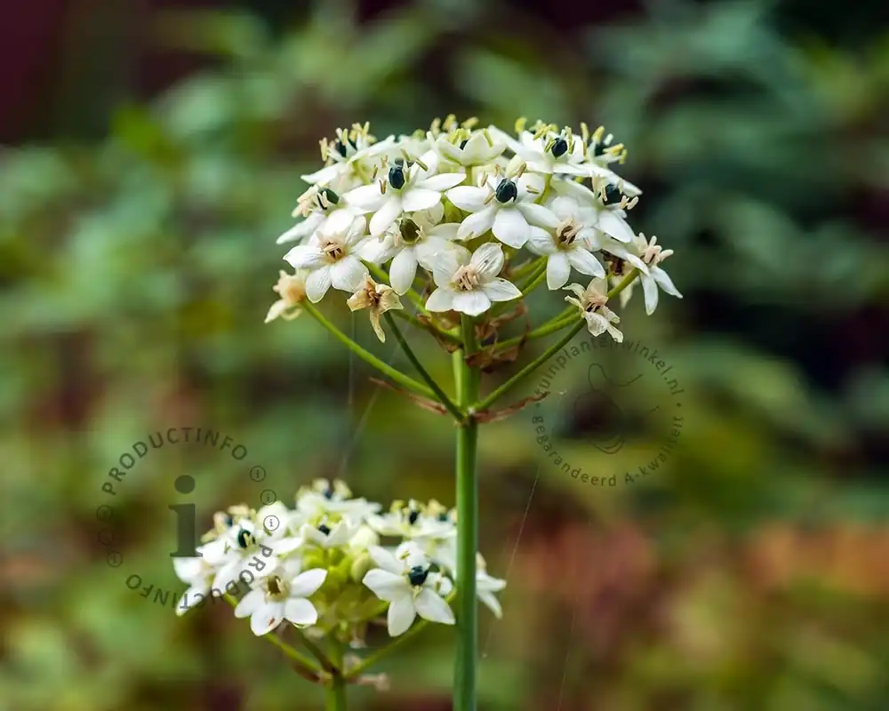Ornithogalum saundersiae - Outlet