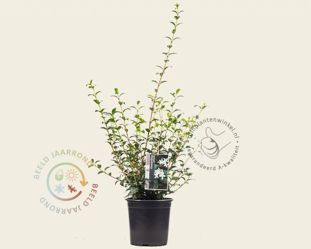 Veel voordeel | Osmanthus burkwoodii - in pot