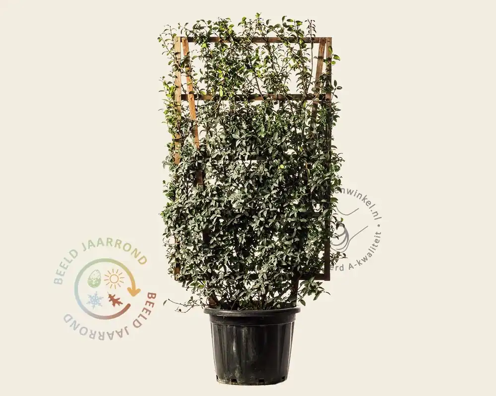 Klantfavoriet - Osmanthus burkwoodii - In rek 070x120 cm