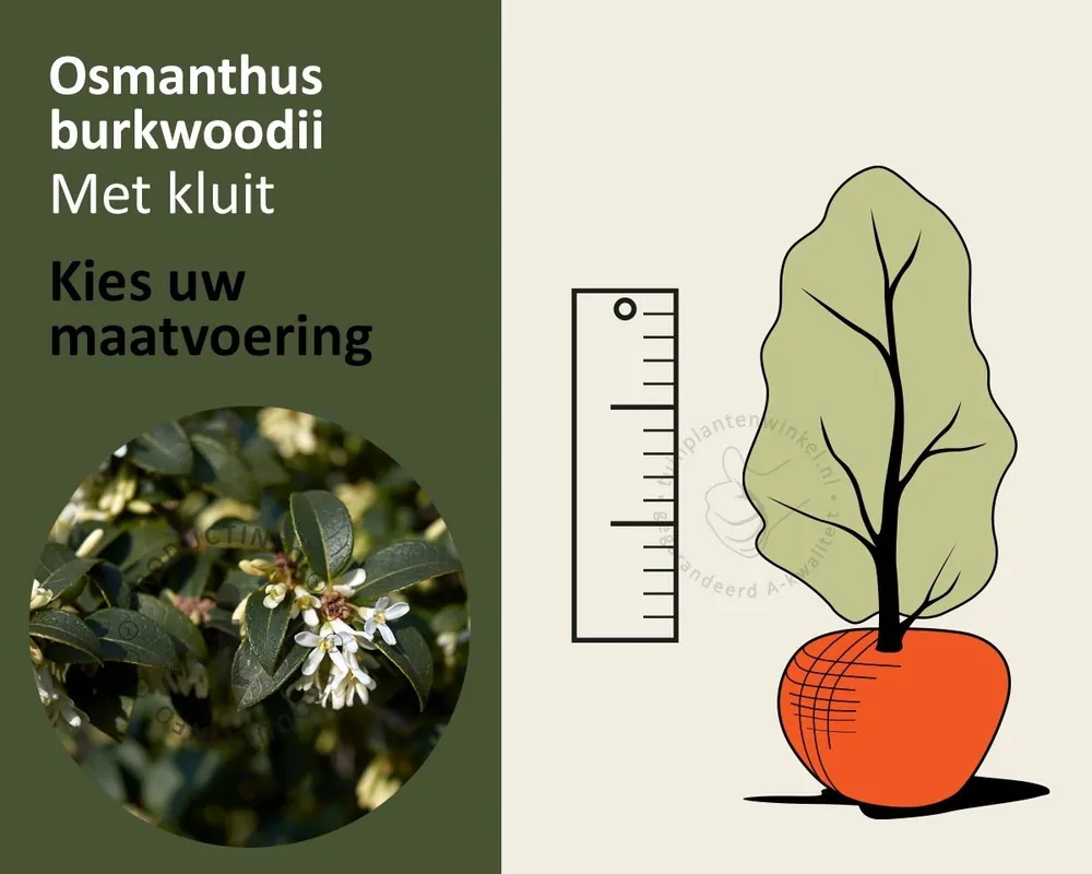 Professionele kwaliteit | Osmanthus burkwoodii - kluit