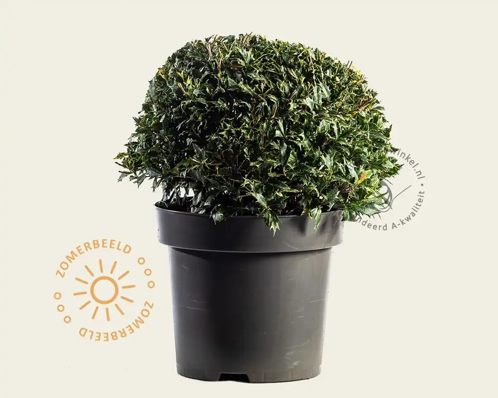Osmanthus heterophyllus ‘Goshiki‘ - bolvorm | Meest verkocht
