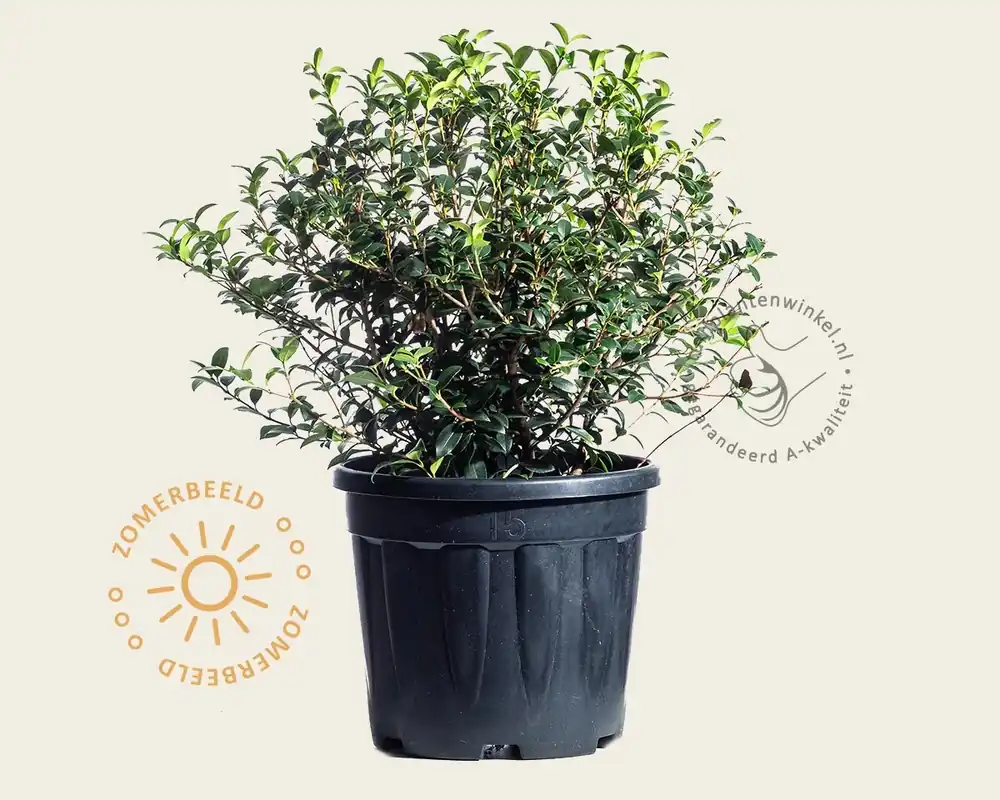 Osmanthus x burkwoodii - bolvorm | Sale