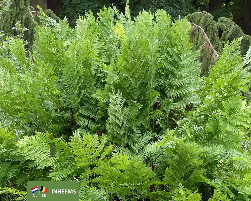 Osmunda regalis | Prijsverlaging