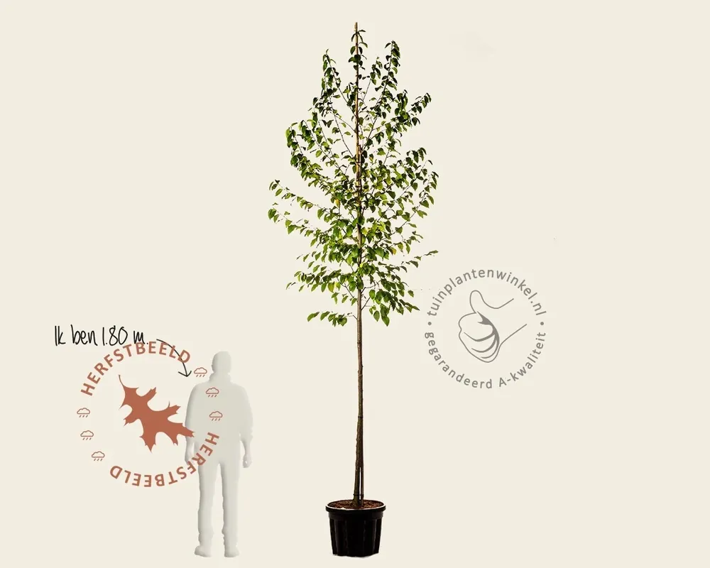 Online kopen - Ostrya carpinifolia
