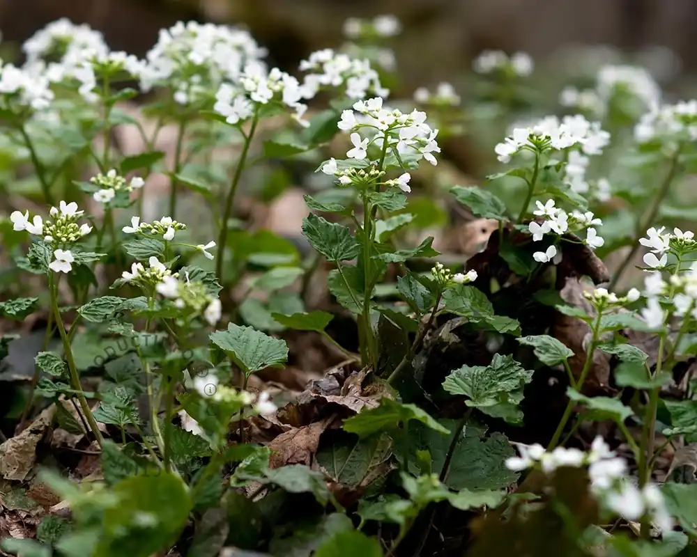Scherp geprijsd - Pachyphragma macropyllum