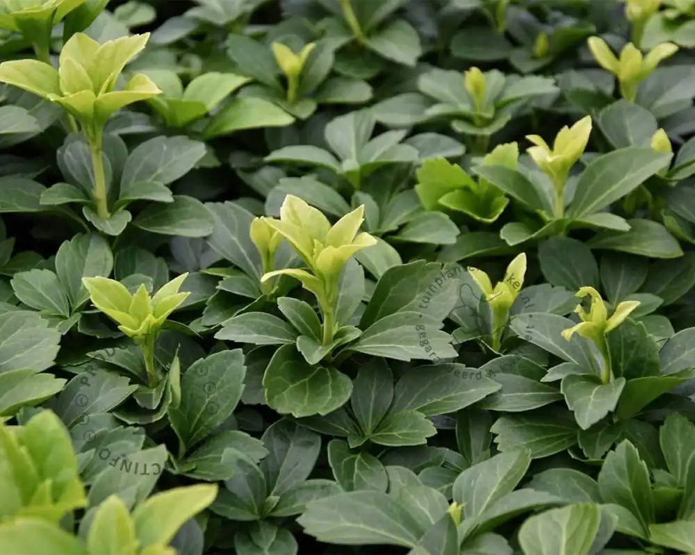 Pachysandra terminalis | Premiumkwaliteit