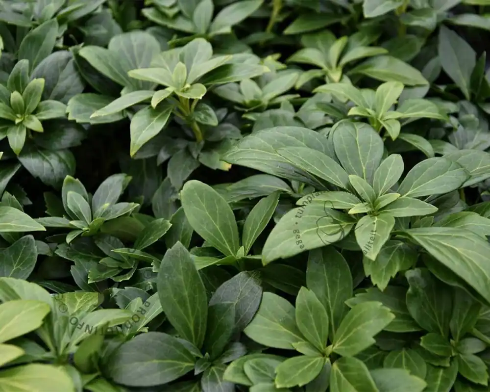 Pachysandra terminalis ‘Green Carpet‘ - Beste prijs