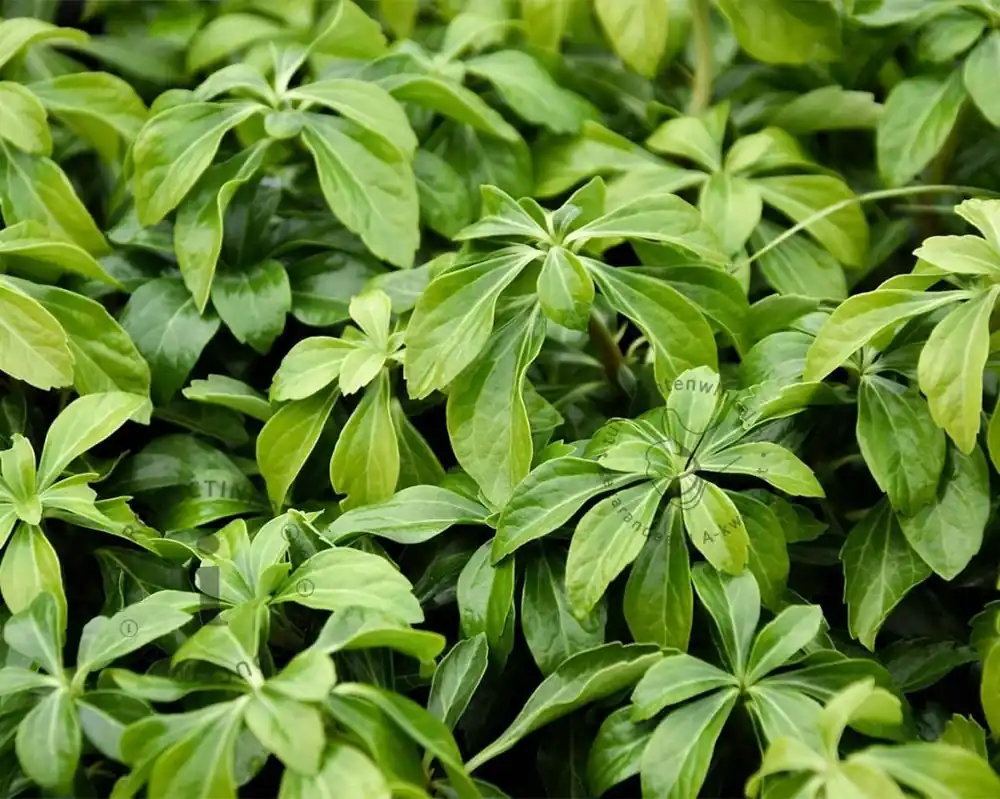 Pachysandra terminalis ‘Green Sheen‘ - Actie