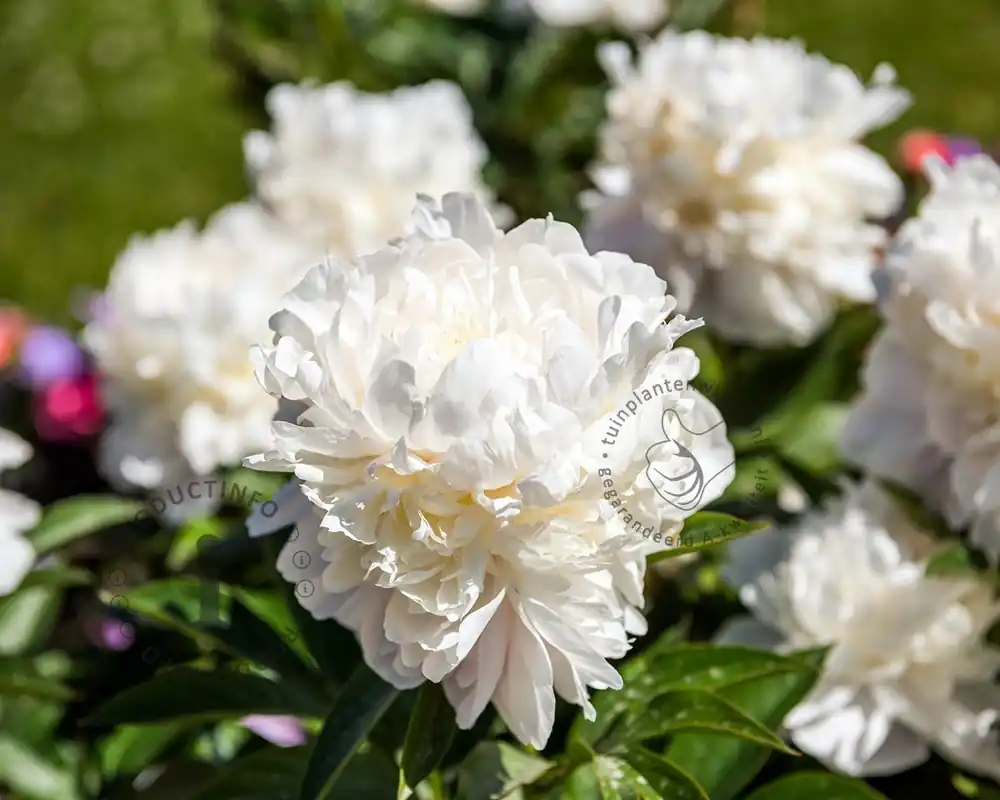 Paeonia lactiflora ‘Duchesse de Nemours‘ | Aanbieding