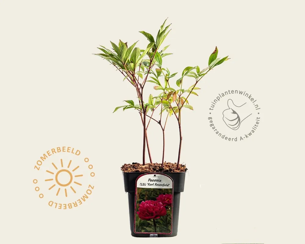Paeonia lactiflora ‘Karl Rosenfield‘ - Populair bij klanten