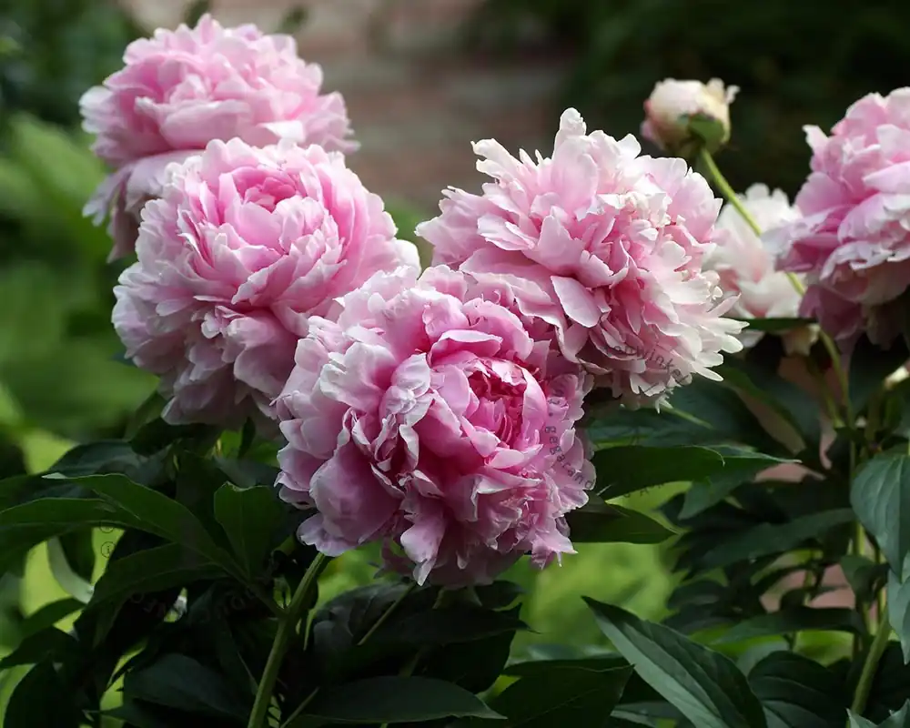 Voorraad bijna op | Paeonia lactiflora ‘Sarah Bernhardt‘