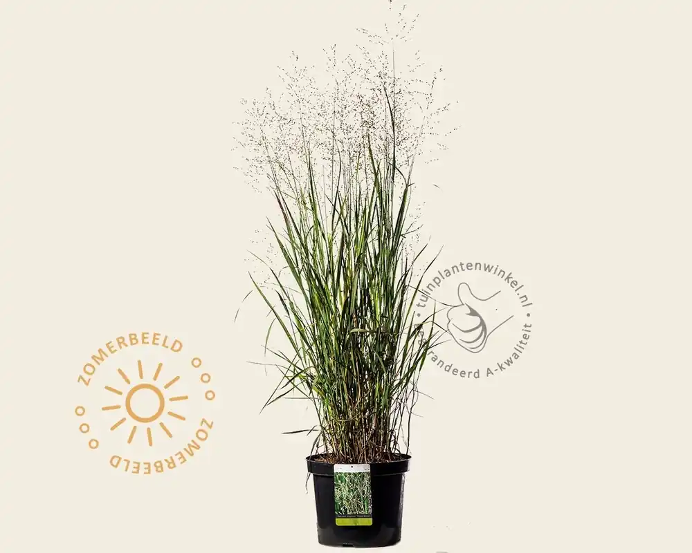Panicum virgatum ‘Heavy Metal‘ - XL | Nieuwe release