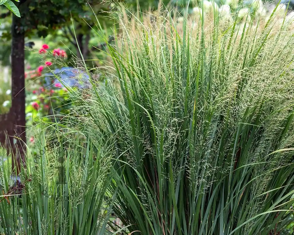 Panicum virgatum ‘Northwind‘ | Veel gevraagd