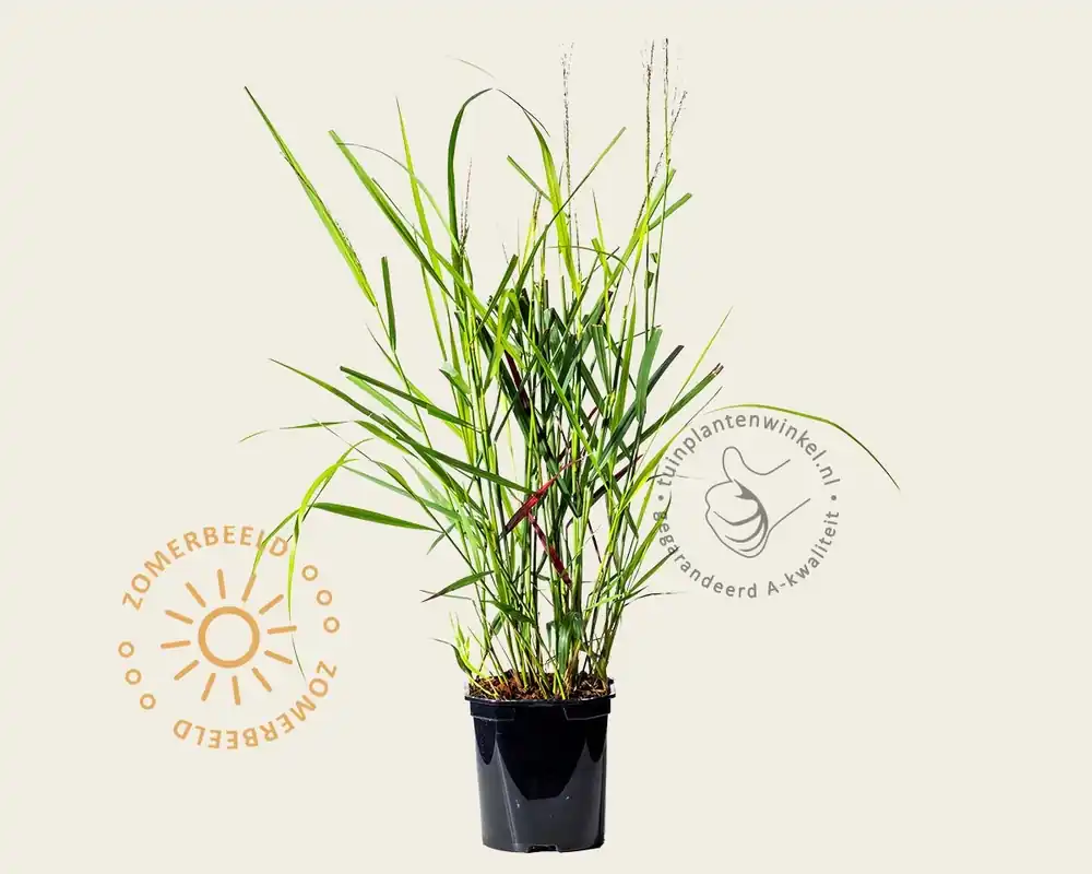 Panicum virgatum ‘Squaw‘ | Nog maar een paar beschikbaar