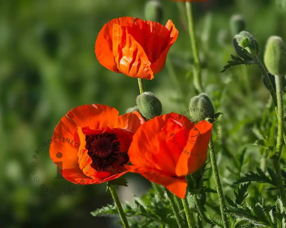 Papaver orientale | Alleen vandaag