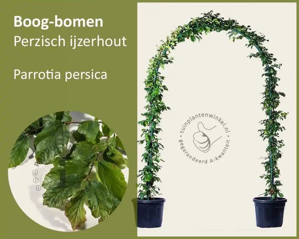 Parrotia persica - Boogvorm set | Nieuw