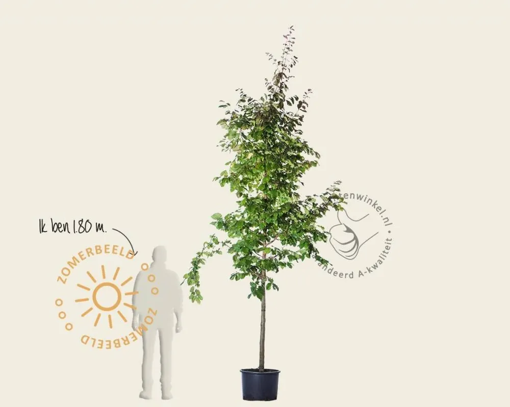 Erg populair | Parrotia persica - hoogstam