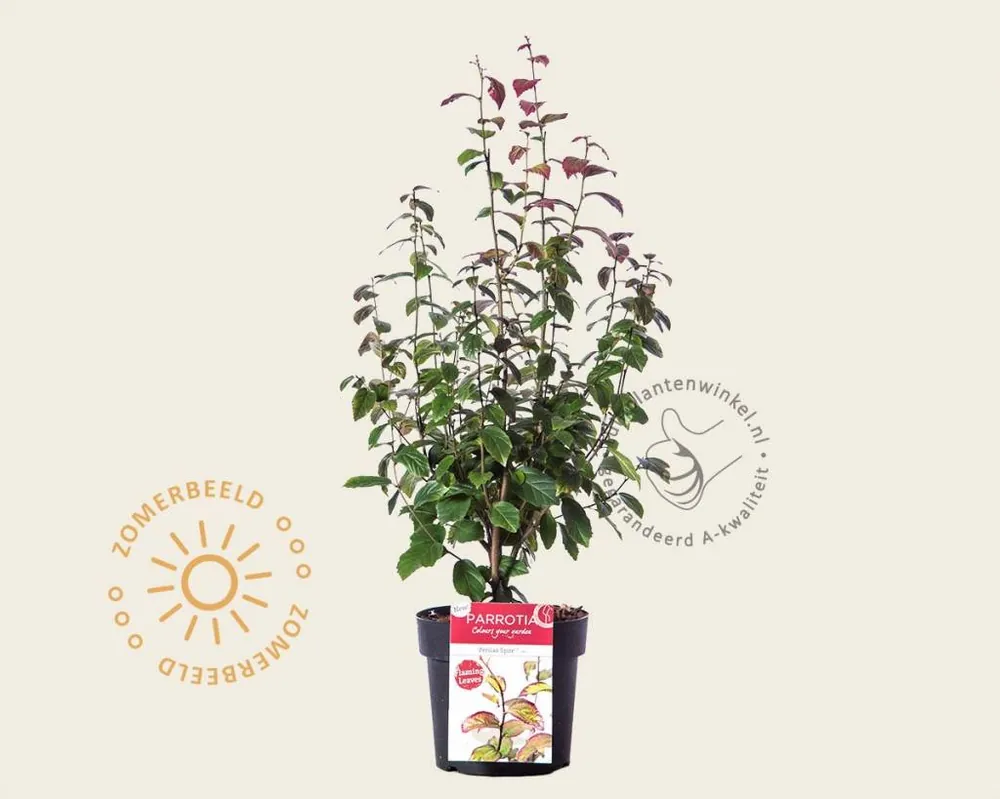 Parrotia persica ‘Persian Spire‘ | Prijs verlaagd