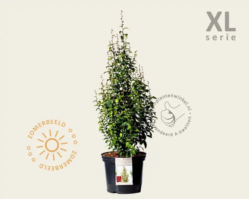 Parrotia persica ‘Persian Spire‘ - XL | Topdeal