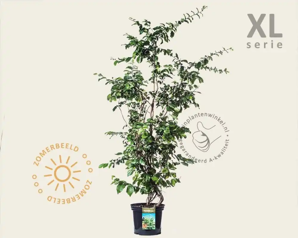 Populair | Parrotia persica - XL
