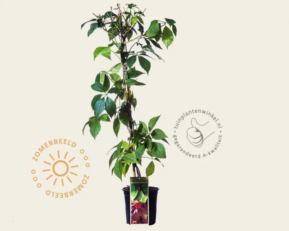 Koopje | Parthenocissus quinquefolia