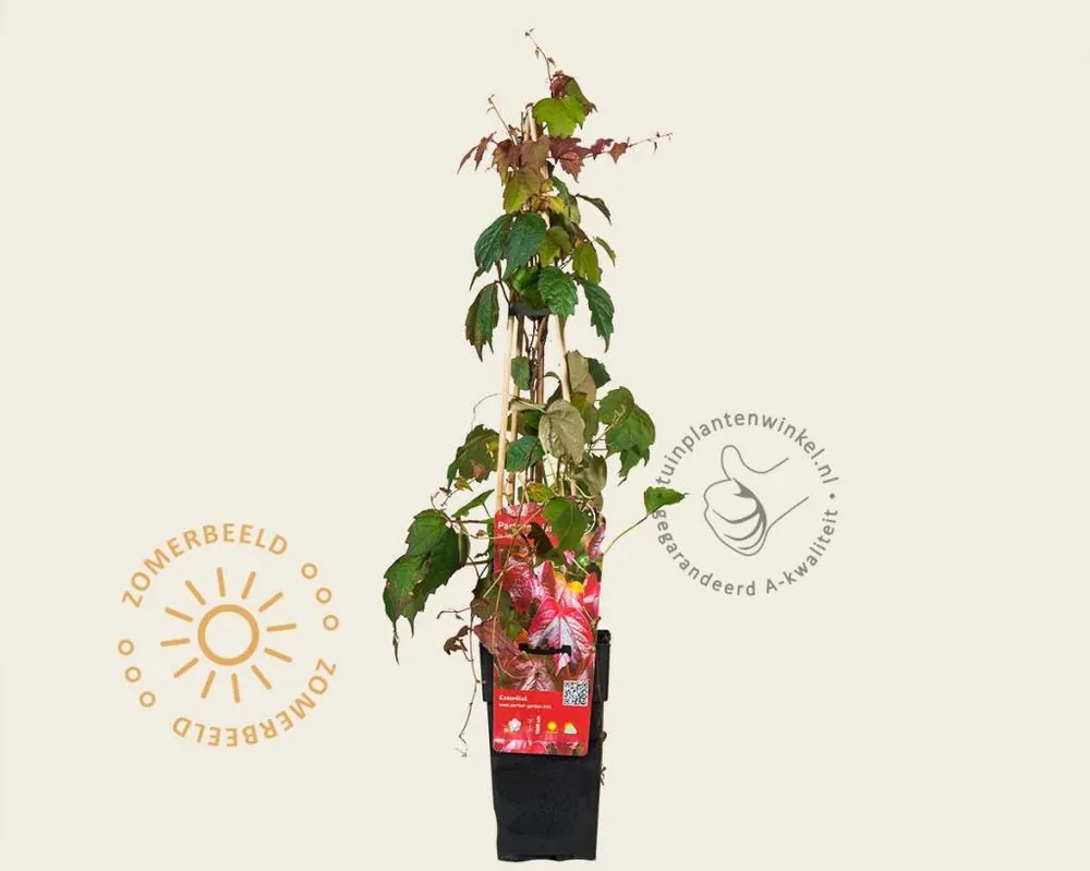 Parthenocissus tricuspidata ‘Veitch Boskoop‘ | Bestseller