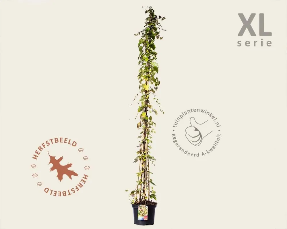 Premiumkwaliteit | Parthenocissus tricuspidata ‘Veitchii‘ - XL