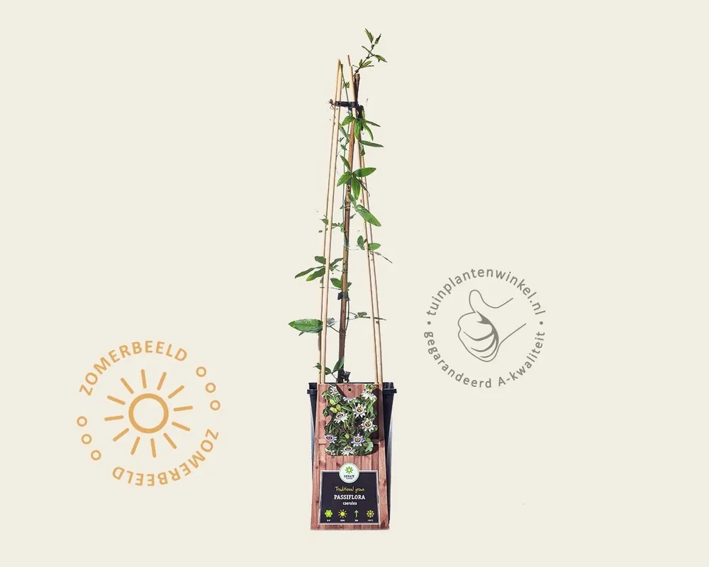 Nog maar enkele beschikbaar - Passiflora caerulea