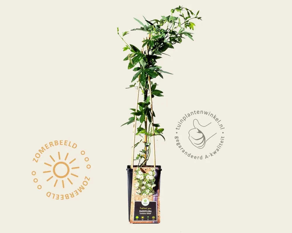 Topkwaliteit | Passiflora caerulea ‘Constance Elliott‘
