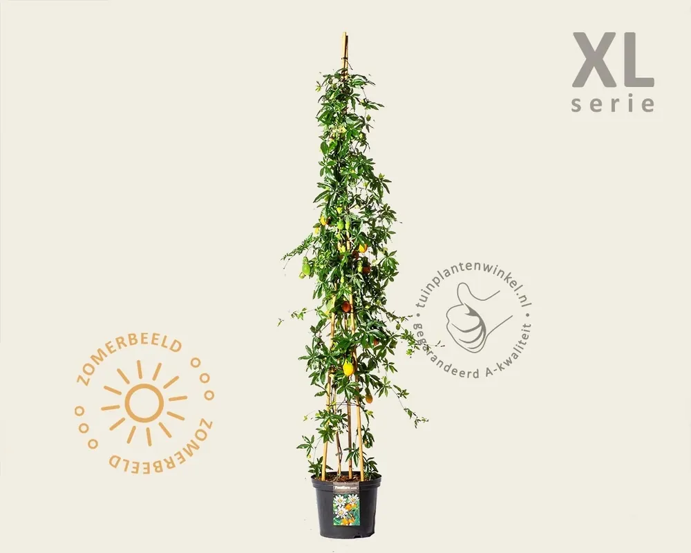 Bestel nu | Passiflora caerulea - XL