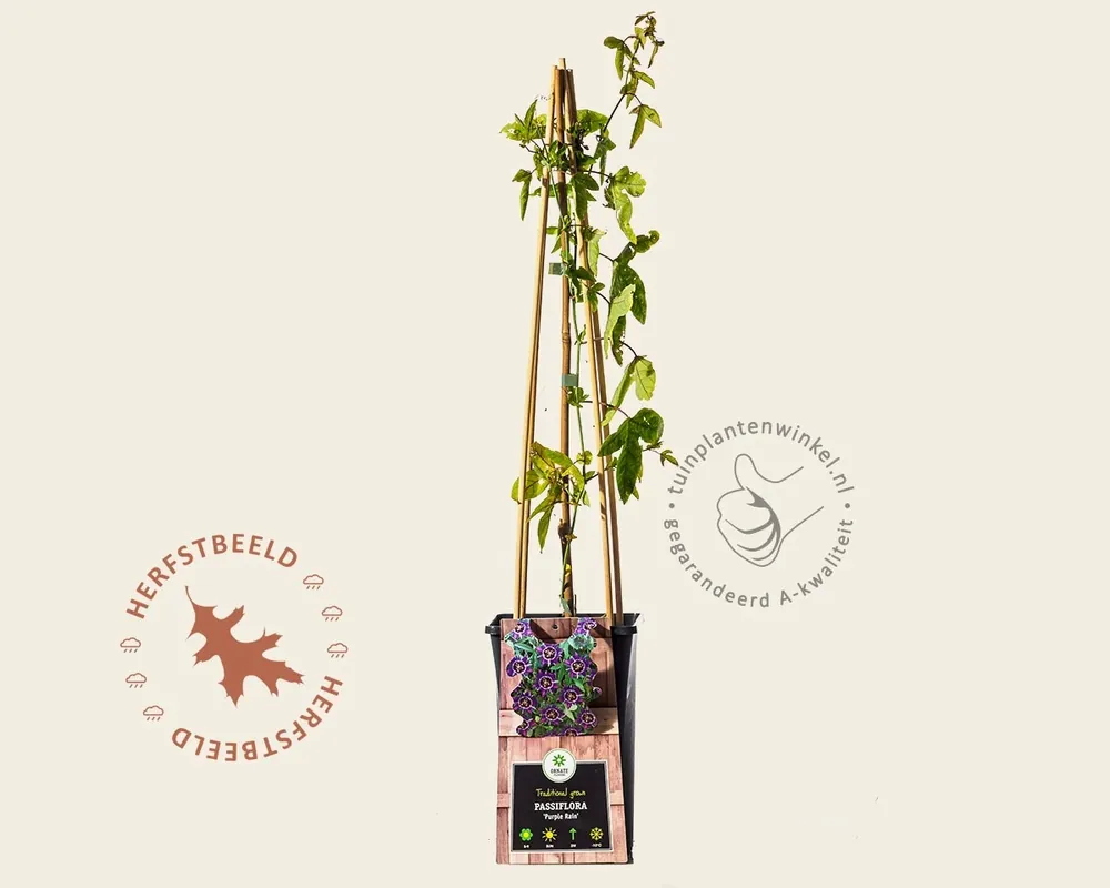Speciale deal - Passiflora ‘Purple Rain‘