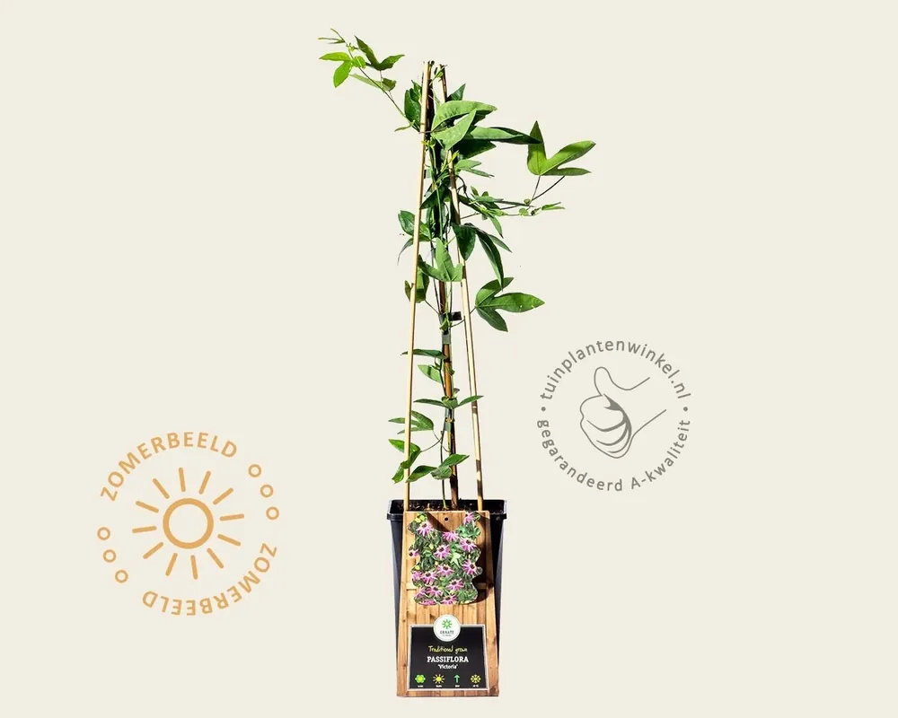 Veilig betalen - Passiflora ‘Victoria‘