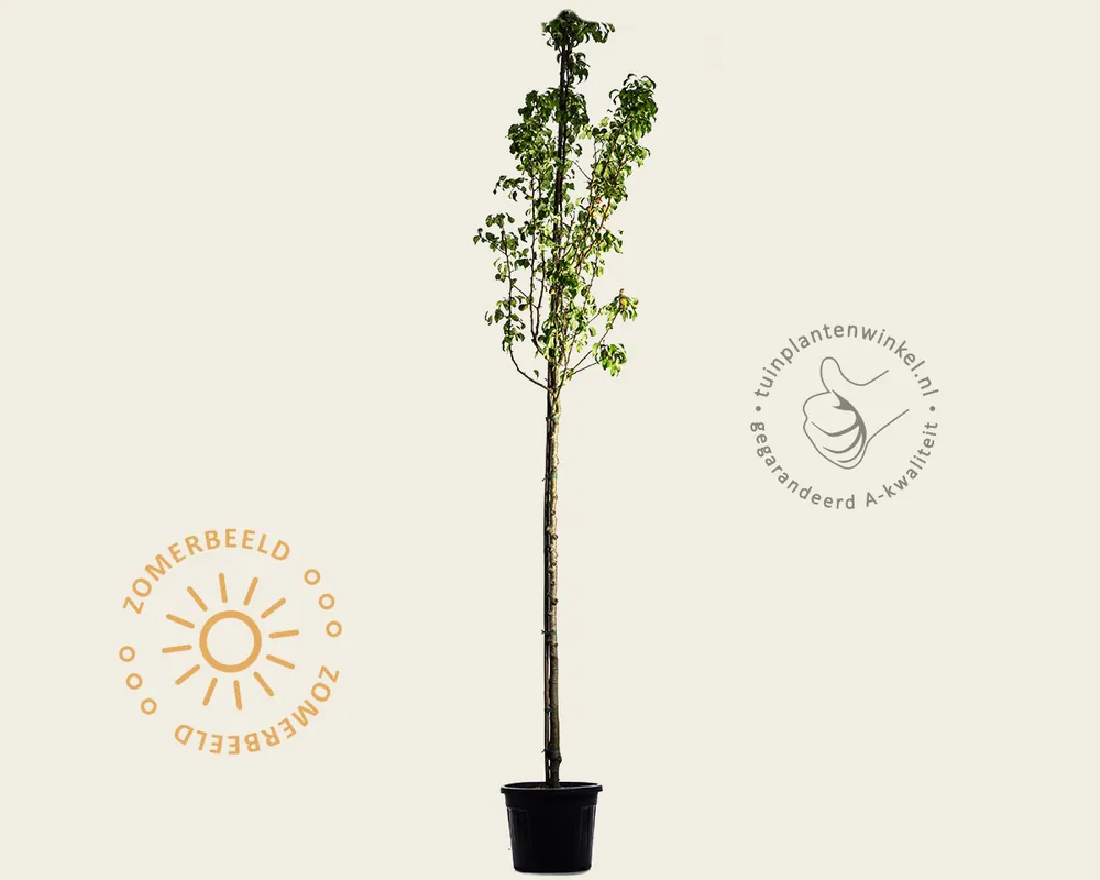 Laatste stuks - Pyrus communis ‘Conference‘ - oude hoogstam