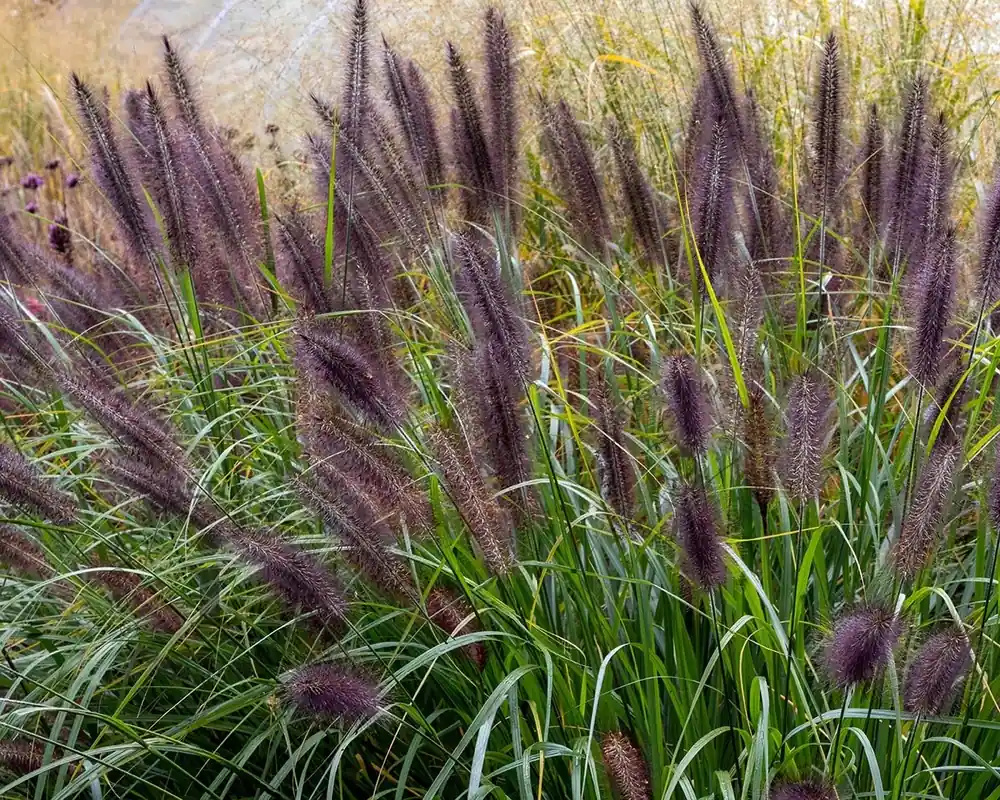 Rechtstreeks van de fabrikant - Pennisetum alopecuroides ‘Black Beauty‘