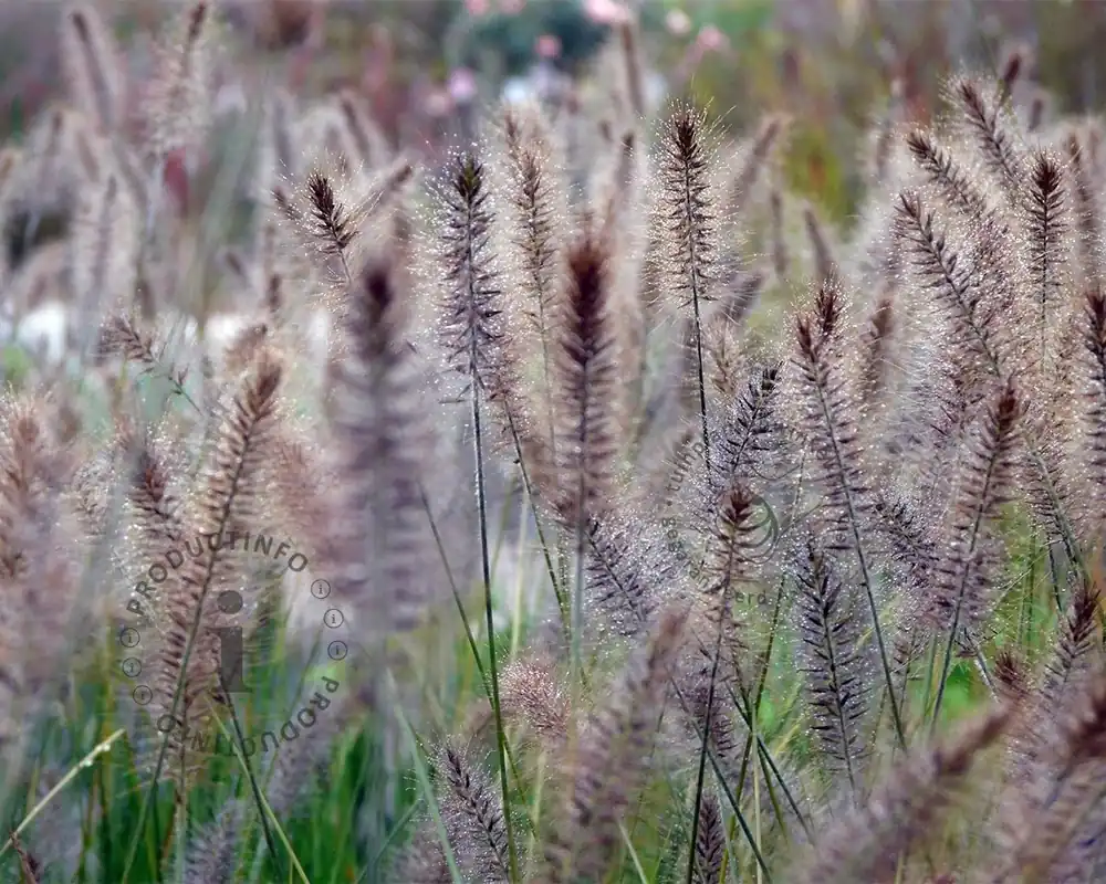 Fabrieksprijs - Pennisetum alopecuroides ‘Hameln‘