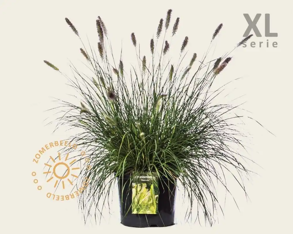 Voordeelprijs - Pennisetum alopecuroides ‘Hameln‘ - XL