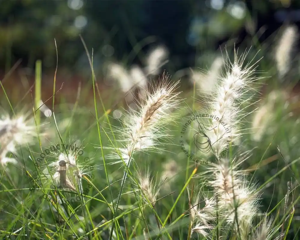 Pennisetum alopecuroides ‘Little Bunny‘ | Direct kopen