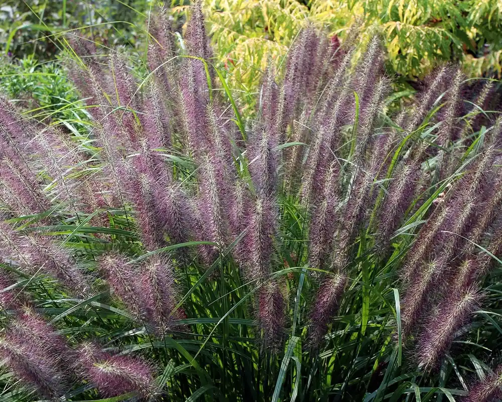 Voorraad bijna op | Pennisetum alopecuroides ‘Red Head‘