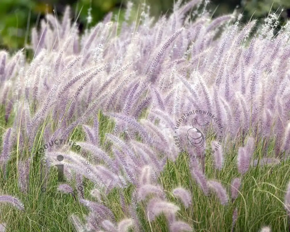Pennisetum orientale - Erg populair