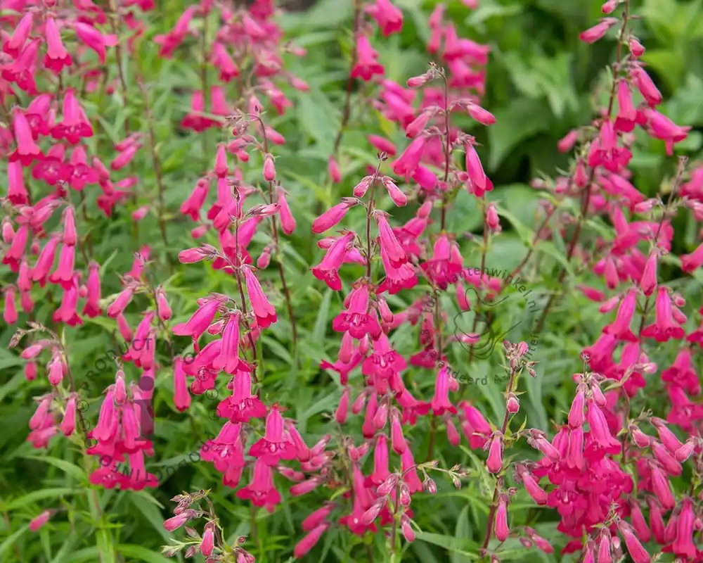 Penstemon ‘Andenken an Friedrich Hahn‘ - Klantfavoriet